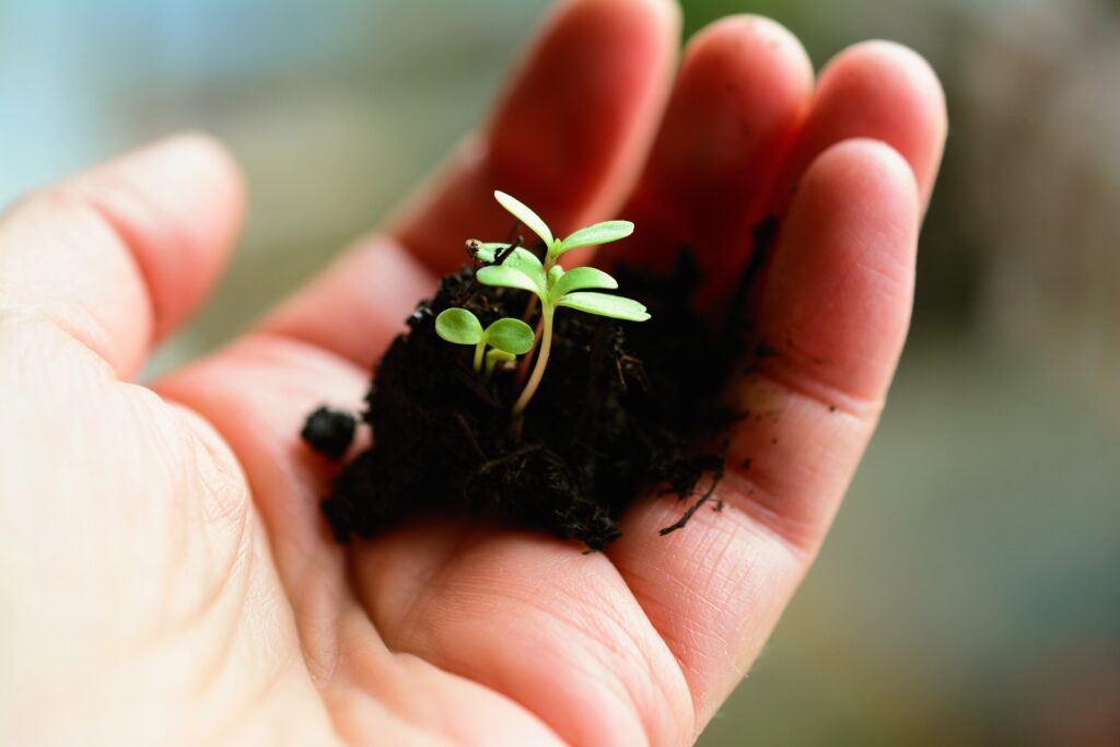 Photo of seedling in palm of hand