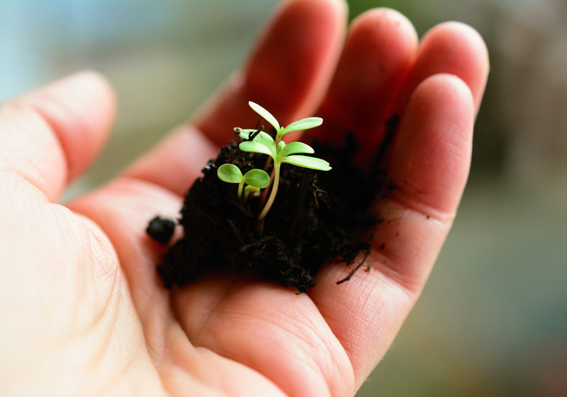 Photo of seedling in palm of hand